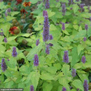 Hyssop (Agastache Foeniculum) – Golden Jubilee – #1 Container