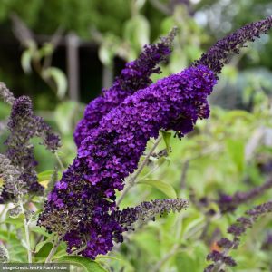 Butterfly Bush – Groovy Grape – #3 Container