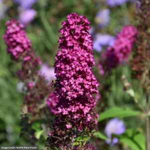 Butterfly Bush – Funky Fuchsia™ – #3 Container
