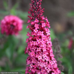 Butterfly Bush – Prince Charm – #3 Container