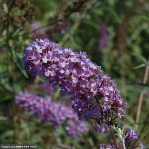 Butterfly Bush – Nanho Blue – #3 Container