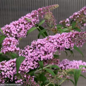 Butterfly bush – Pink Delight – #3 Container