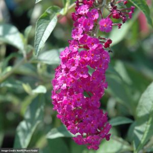 Butterfly Bush – Royal Red – #3 Container