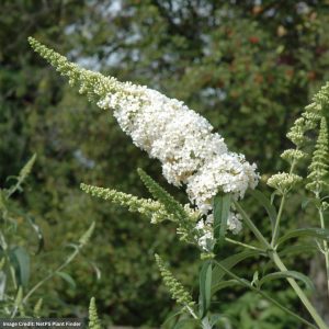 Butterfly Bush – White Profusion – #3 Container