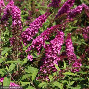 Butterfly Bush – Lo & Behold® Ruby Chip – #3 Container