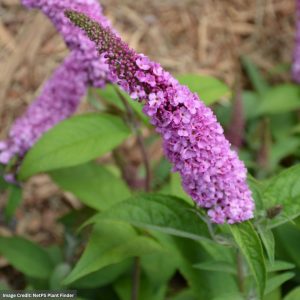Butterfly Bush Lo & Behold® – Pink Micro Chip – #2 Container