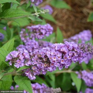 Butterfly Bush – Lo & Behold® Blue Chip – #2 Container