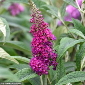 Butterfly Bush – Miss Ruby – #3 Container