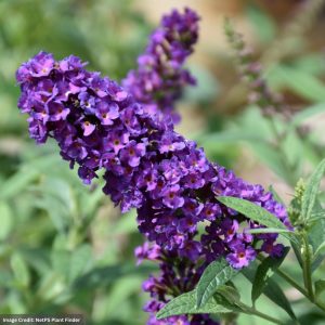 Butterfly Bush – Miss Violet – #3 Container