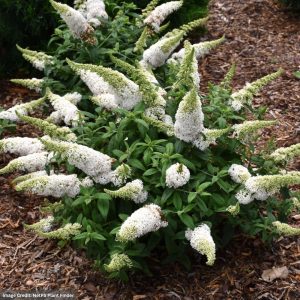 Butterfly Bush – Pugster White® – #3 Container