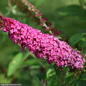 Butterfly Bush – Miss Molly – #3 Container