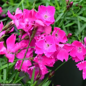 Pinks (Dianthus) – Kahori – #1 Container
