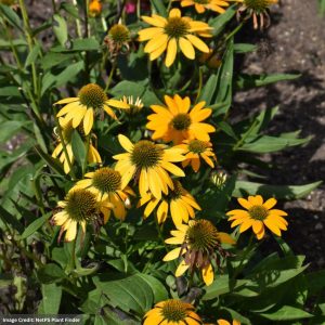 Coneflower (Echinacea) – Artisan Yellow Ombre – #1 Container