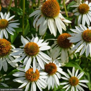 Coneflower (Echinacea) – Happy Star – #1 Container