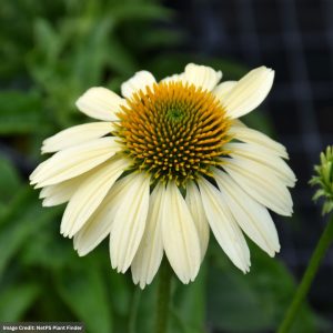 Coneflower (Echinacea) - Mellow Yellows - #1 Container