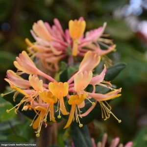 Honeysuckle – Goldflame – #5 Container