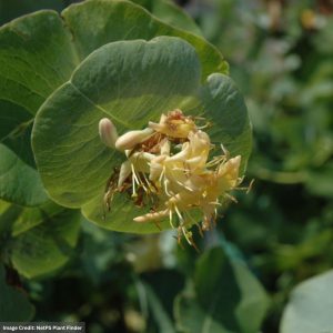 Honeysuckle – Kintzleys Ghost – #2 Container