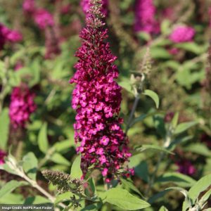 Butterfly Bush – Chrysalis™ Cranberry – #2 Container