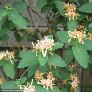 Honeysuckle – Belgica – #2 Container