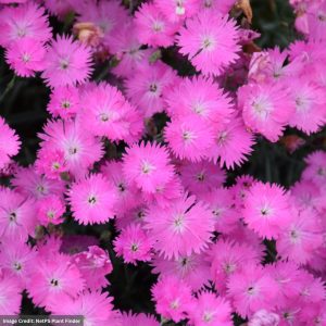 Pinks (Dianthus Gratianopolitanus) – Firewitch – #1 Container