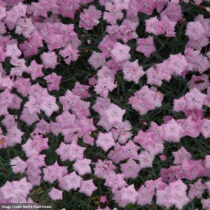 Pinks (Dianthus) – Bath’s Pink – #1 Container