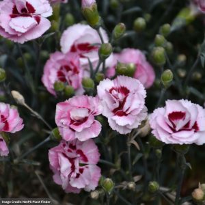 Pinks (Dianthus) – Raspberry Surprise – #1 Container
