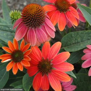Coneflower (Echinacea) – Sombrero® Hot Coral – #1 Container