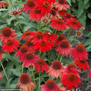 Coneflower (Echinacea) – Sombrero® Salsa Red – #1 Container