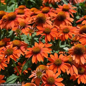 Coneflower (Echinacea) – Sombrero® Adobe Orange – #1 Container