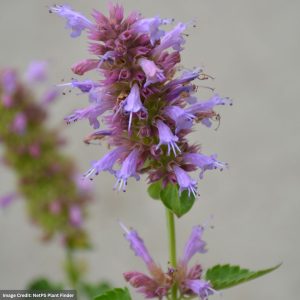 Hyssop (Agastache) – Kudos™ Silver Blue – #1 Container