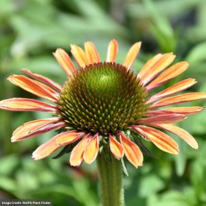 Coneflower (Echinacea) – Butterfly™ Rainbow Marcella – #1 Container