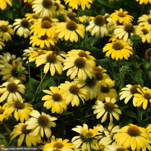 Coneflower (Echinacea) – Sombrero® Summer Solstice – #1 Container