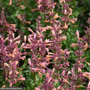 Hyssop (Agastache) – Mango Tango – #1 Container