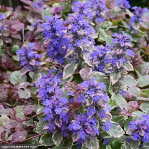 Bugleweed (Ajuga) – Burgundy Glow – 4.5″ Pot