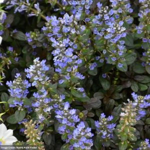 Bugleweed (Ajuga) – Chocolate Chip – 4.5″ Pot