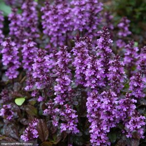 Bugleweed (Ajuga) – Midnight Mystery – #1 Container