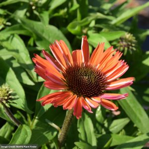 Coneflower (Echinacea) - SunMagic Vintage Orange - #1 Container