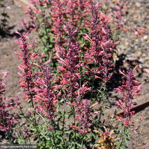 Hyssop (Agastache) – Kudos™ Ambrosia – #1 Container