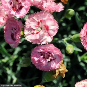 Pinks (Dianthus) – Pretty Poppers® Appleblossom Burst – #1 Container