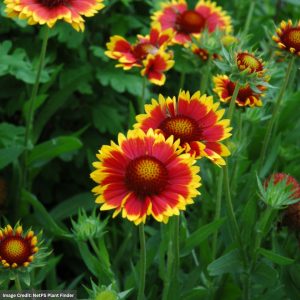 Blanket Flower (Gaillardia) - Goblin - #1 Container