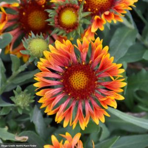 Blanket Flower (Gaillardia) - Spintop™ Copper Sun - #1 Container