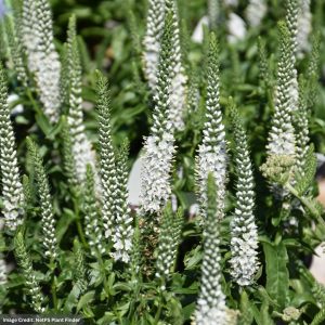 Speedwell (Veronica) - White Wands - #1 Container