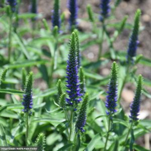 Speedwell (Veronica) - Magic Show® Wizard of Ahhs - #1 Container
