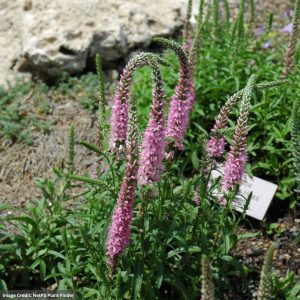 Speedwell (Veronica Spicata) – Giles Van Hees – #1 Container