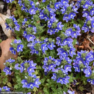 Speedwell (Veronica) - Tidal Pool - #1 Container