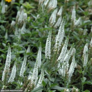Speedwell (Veronica) - First Lady - #1 Container