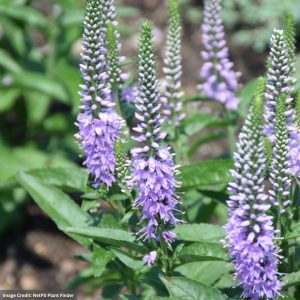 Speedwell (Veronica) - Lavender Lightsaber - #1 Container