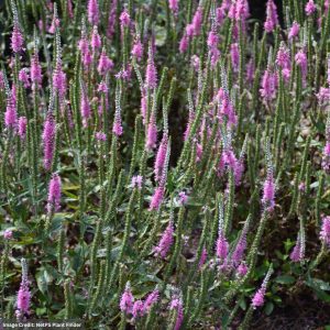 Speedwell (Veronica) - Perfectly Picasso - #1 Container