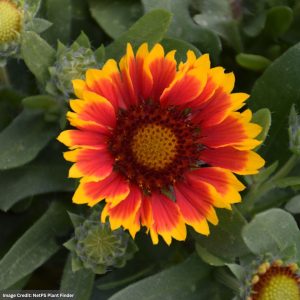 Red Starburst Blanket Flower