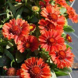 Blanket Flower (Gaillardia) - Spintop™ Yellow Touch - #1 Container